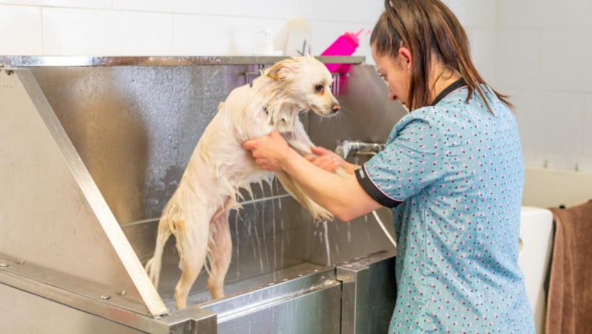 ¡Guau! Ducha para mi mascota